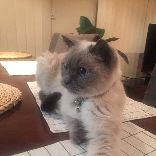Smudge