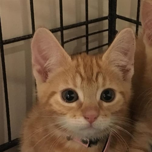 Stormy(now Jupiter)