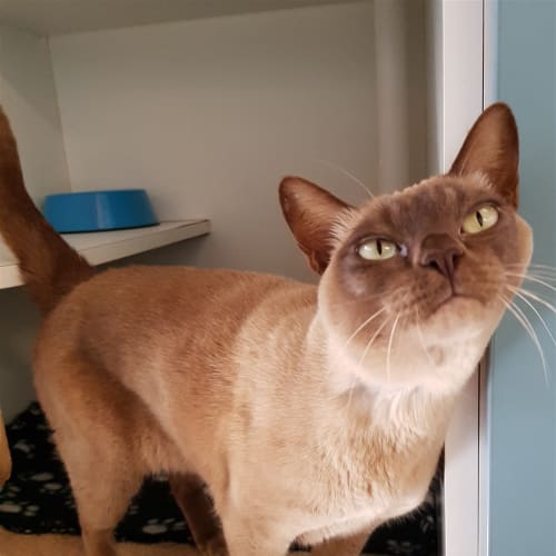 Mimi