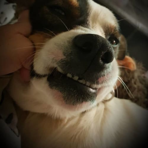 "Chops"