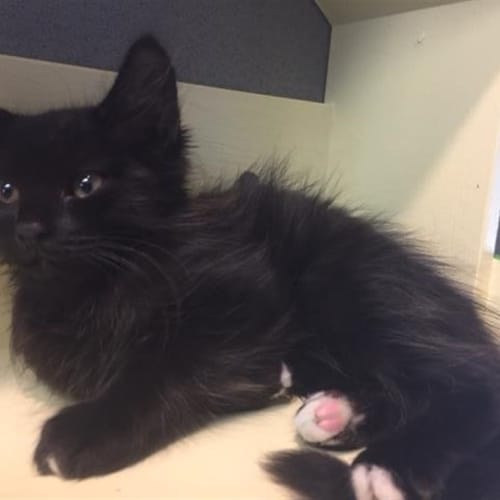Merlin