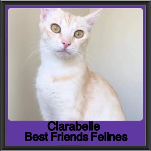 Clarabelle 