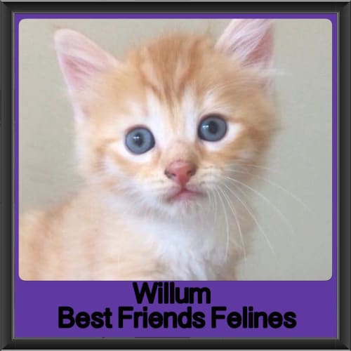 Willum 
