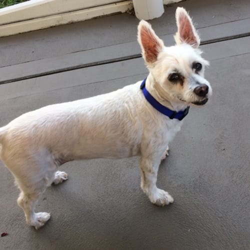 Adam ~ 13 year old Maltese (on trial 17/5/2018)