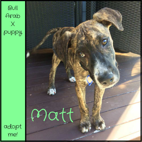 Matt ~ Bull Arab x (on trial 13/5/2018)