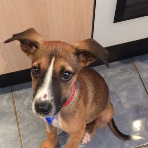 Ziggy ~ Bull Arab x puppy (on trial 9/5/2018)