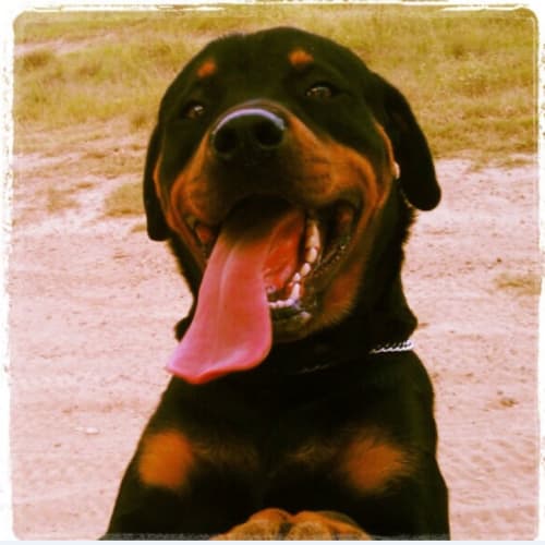 Chief ~ 6yo purebred Rotti (on trial 16/5/18)