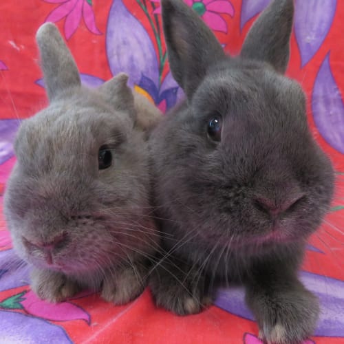 Terror & Murphy (Vib)