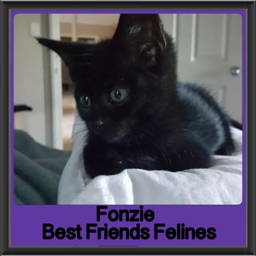 Fonzie 