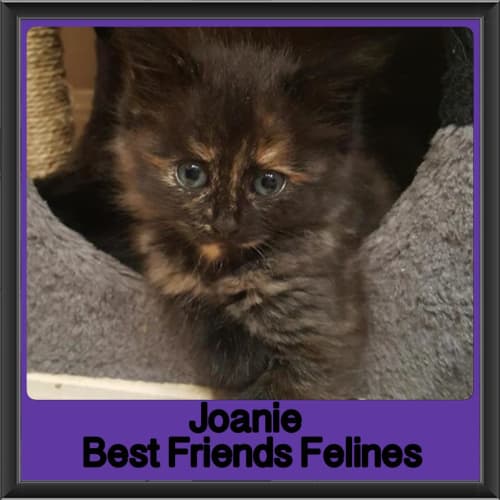 Joanie 