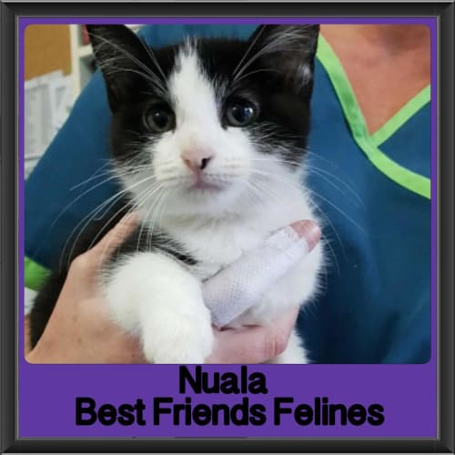 Nuala 
