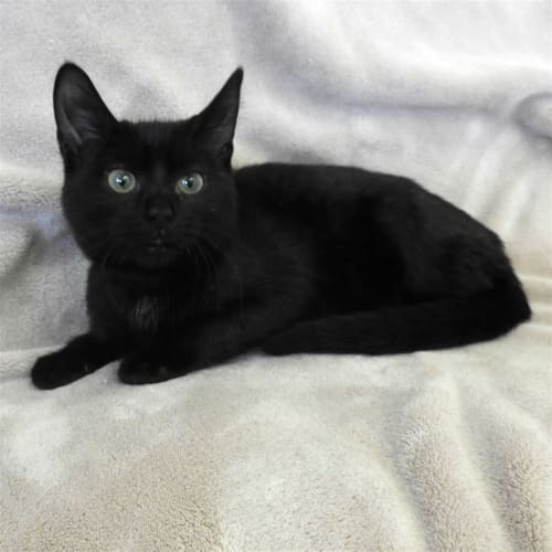 Kiki