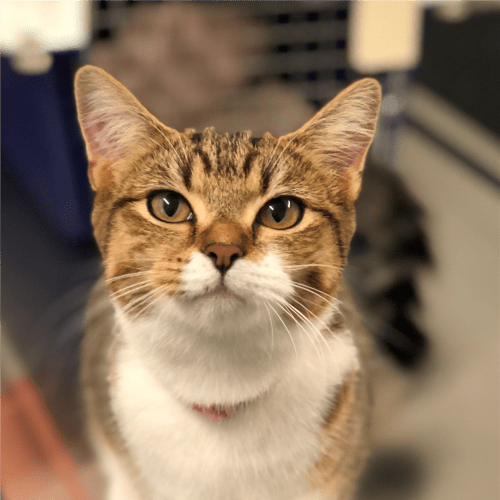 Bonnie
