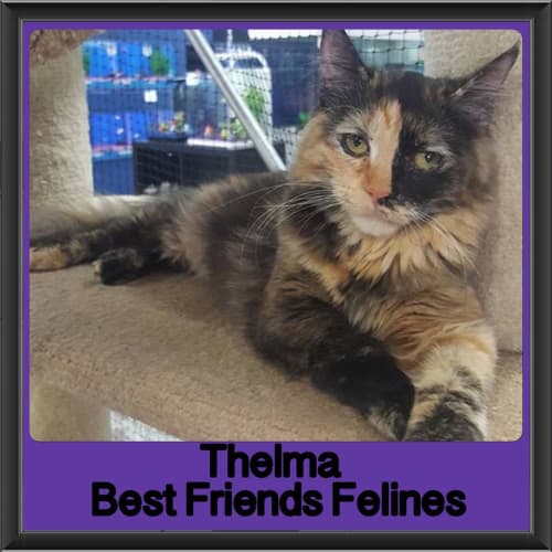 Thelma 