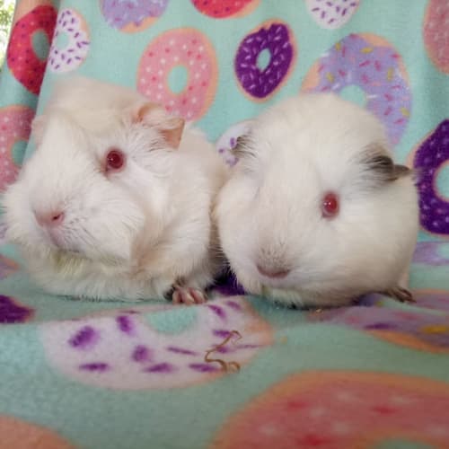 Violet and Pansy