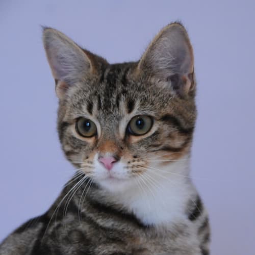 Chatelet the marbled tabby kitten!