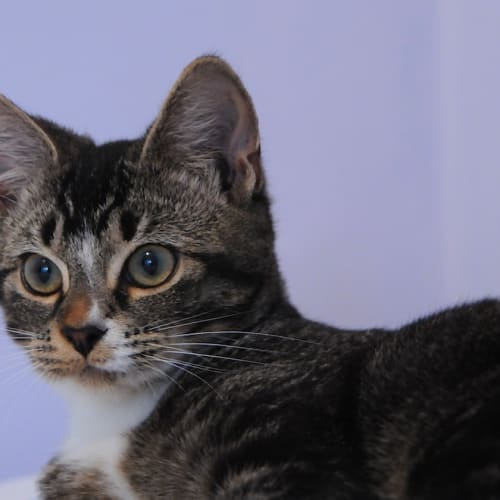 Hedy the glamorous ticked tabby kitten!