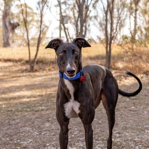 Hudson (On Trial 8 Jun)
