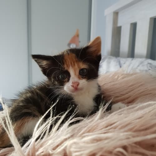 Samantha