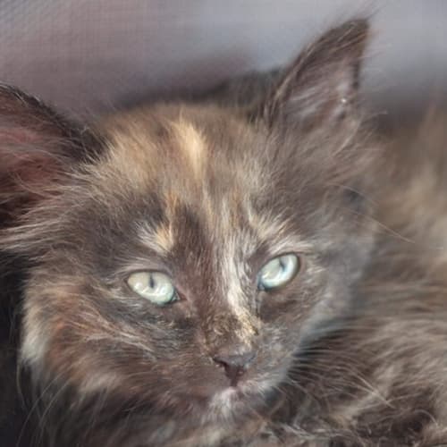 Inca ~ Kitten (on trial 12-5-2018)