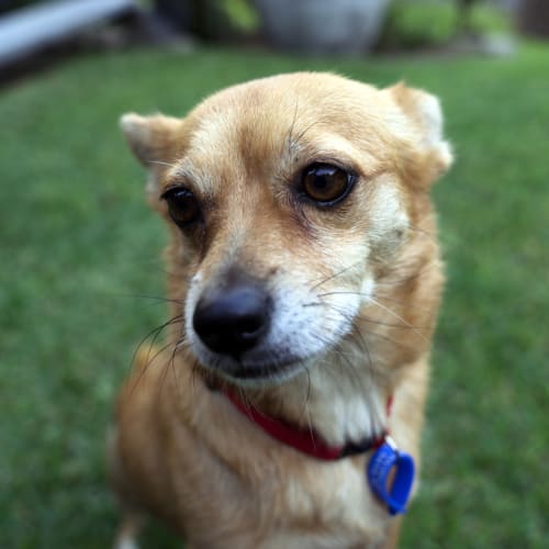 Jessie ~ Terrier x Corgi x Chi (on trial 19/5/2018