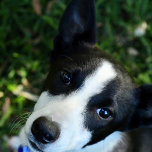 Bonnie ~ Border Collie X (on trial 19/5/18)