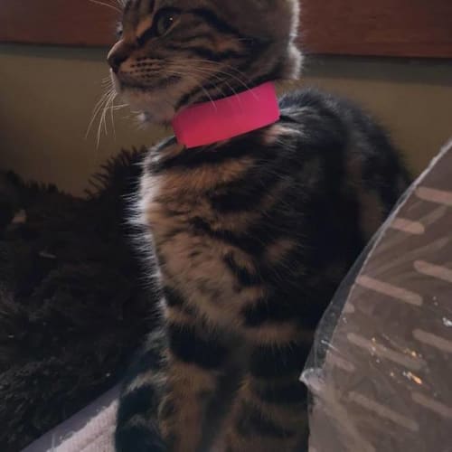 Shaye **2nd Chance Cat Rescue**