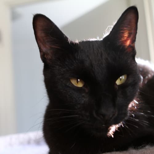 Ernie