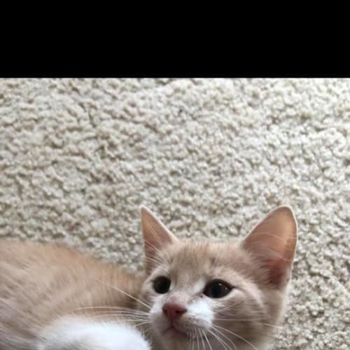Chester