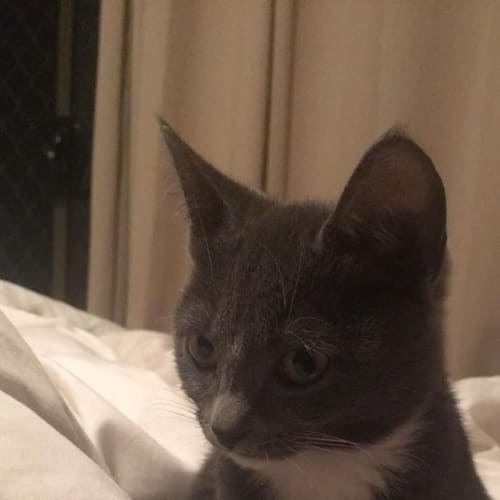 Cleo