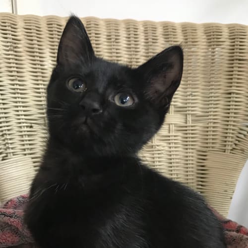 Salem