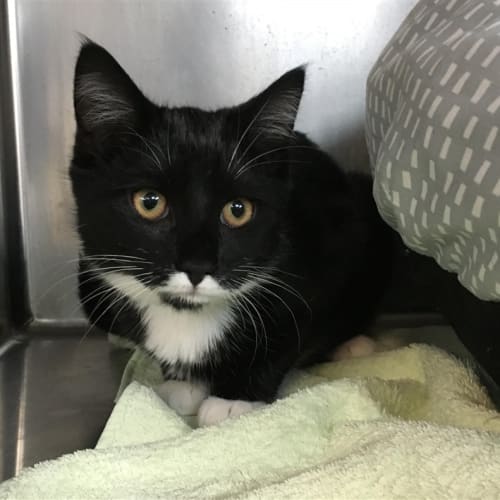 Oreo