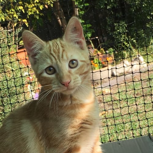 Ali