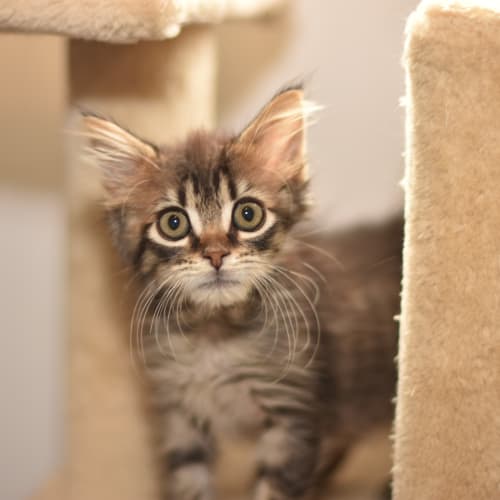 Casey **2nd Chance Cat Rescue**