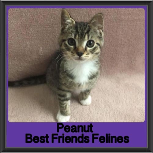 Peanut 