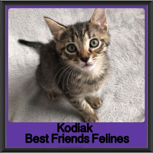 Kodiak 