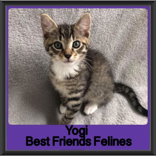 Yogi 