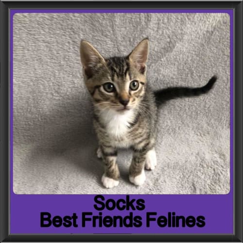 Socks 