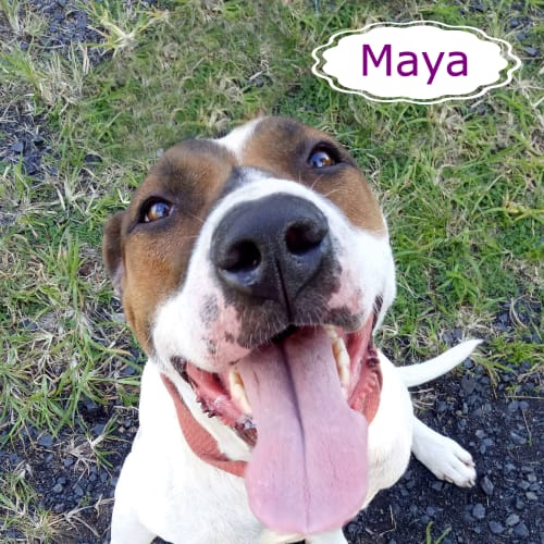 Maya