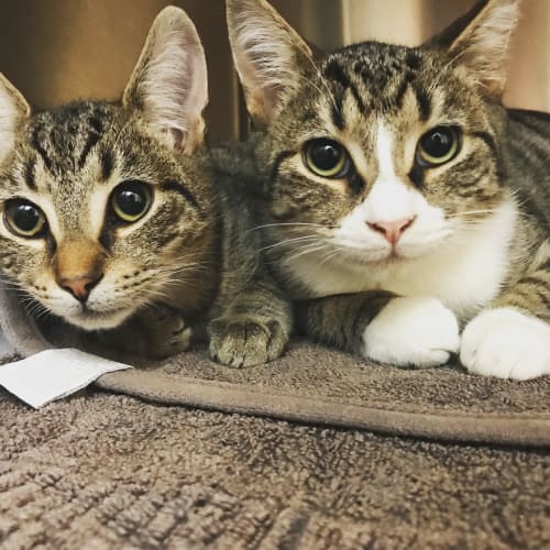 Julius & Caesar