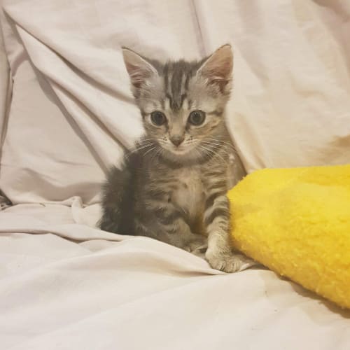 Tigerlily *adopt me*