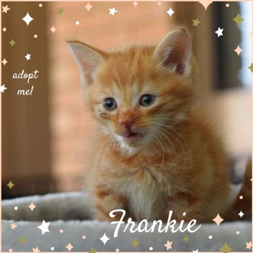 Frankie ~ Kitten (on trial 11/5/2018)