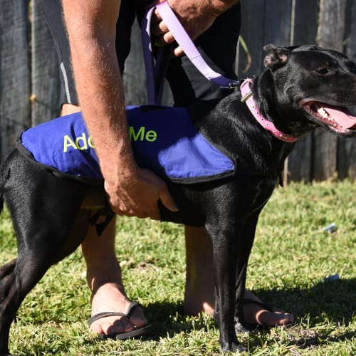 Molly ~ Kelpie x Shar Pei (on trial 7/3/19)
