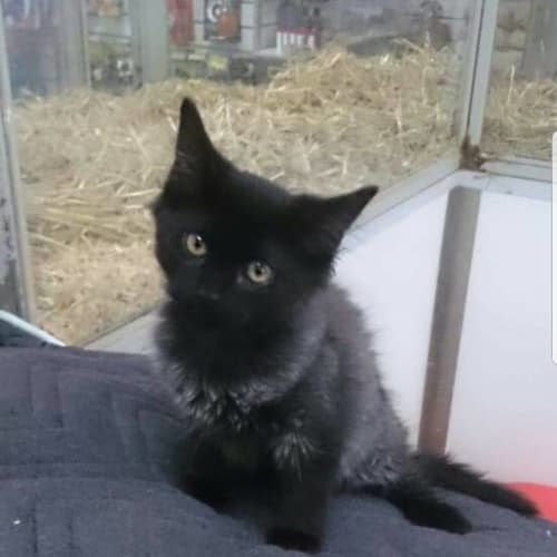 Perla The Gorgeous young girl!