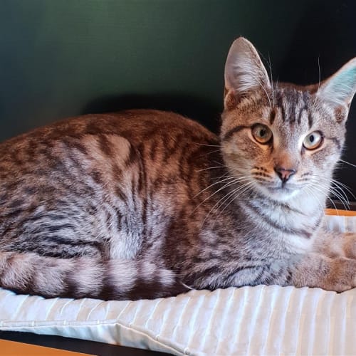 Mitzie