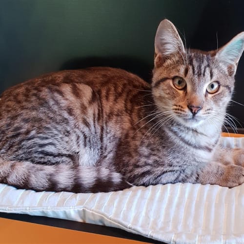 Cadbury