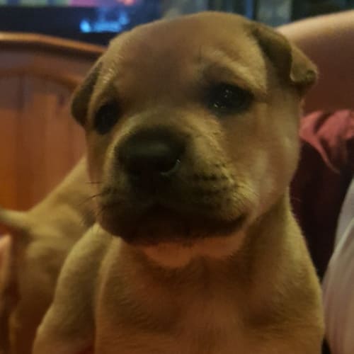Obie ~ Shar Pei x puppy (on trial 25/5/2018)
