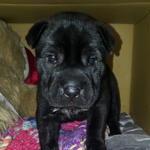 Orana ~ Shar Pei x puppy (on trial 25/5/2018)