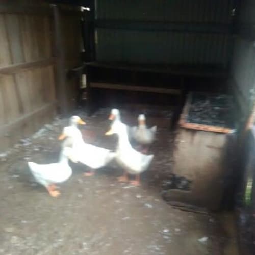 REhomed -flock of white ducks