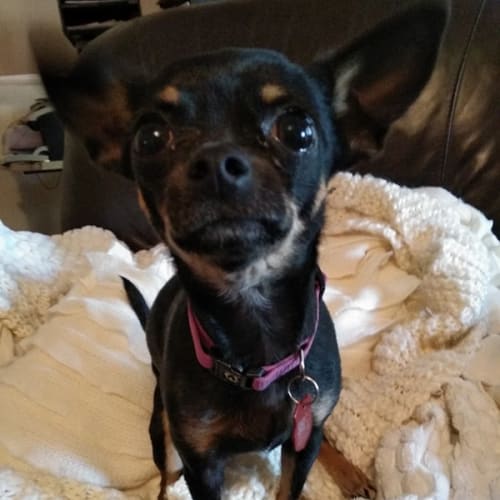 Jaz